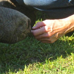 ALDABRA BREEDER