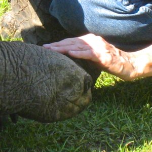 ALDABRA BREEDER