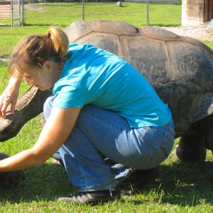 ALDABRA BREEDER