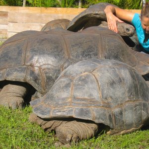 ALDABRA BREEDER