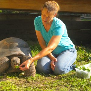 ALDABRA BREEDER