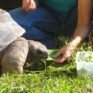 ALDABRA BREEDER