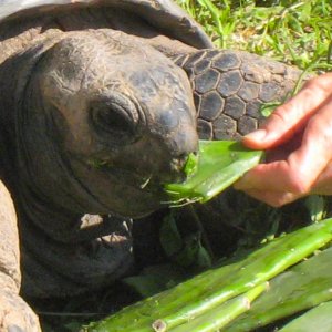 ALDABRA BREEDER