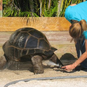 ALDABRA BREEDER