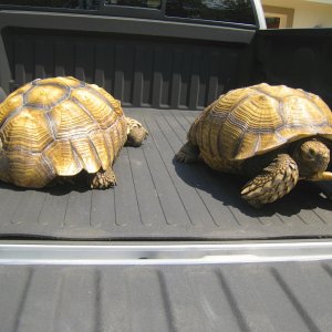 ALDABRA BREEDER