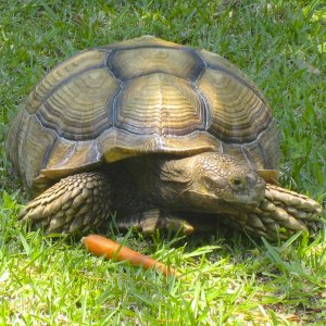 ALDABRA BREEDER