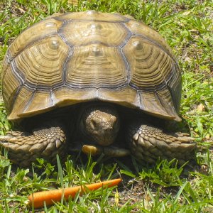 ALDABRA BREEDER