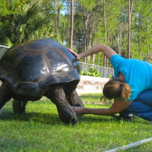 ALDABRA BREEDER