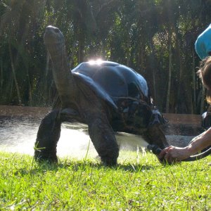 ALDABRA BREEDER