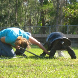 ALDABRA BREEDER