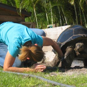 ALDABRA BREEDER