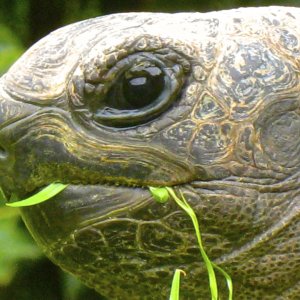 ALDABRA BREEDER