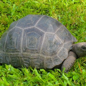 ALDABRA BREEDER