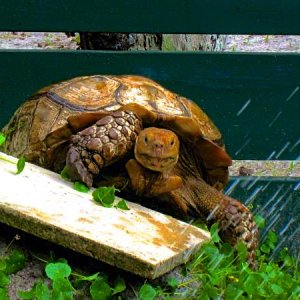ALDABRA BREEDER