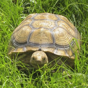 ALDABRA BREEDER