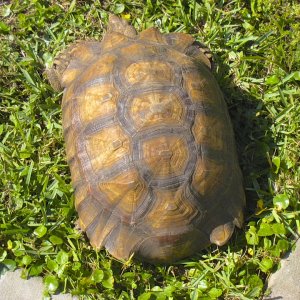 ALDABRA BREEDER