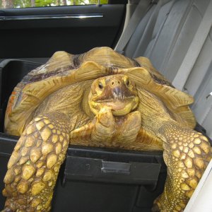 ALDABRA BREEDER