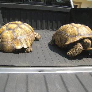 ALDABRA BREEDER