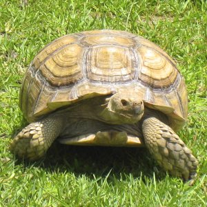 ALDABRA BREEDER