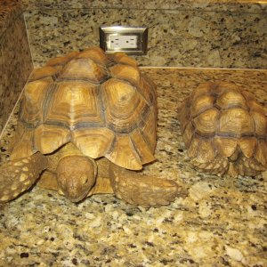 ALDABRA BREEDER