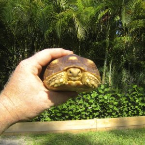 ALDABRA BREEDER