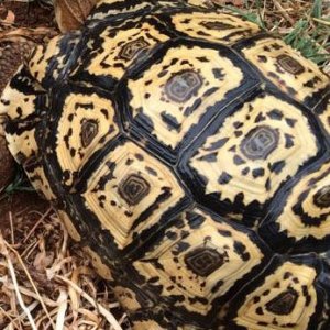 Raymond, pure Pardalis Pardalis leopard