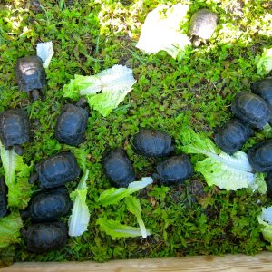 ALDABRA BREEDER