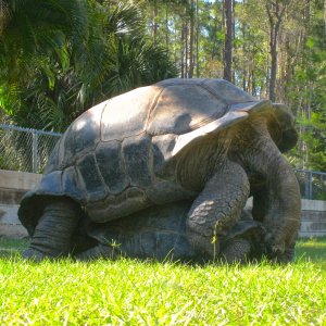 ALDABRA BREEDER