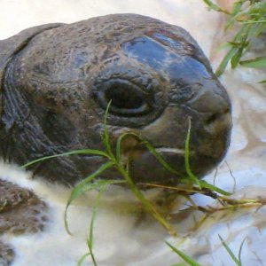 ALDABRA BREEDER
