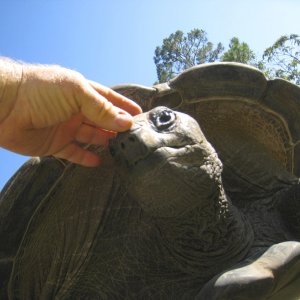 ALDABRA BREEDER