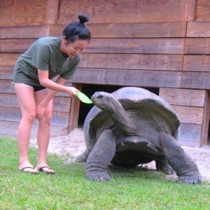 ALDABRA BREEDER