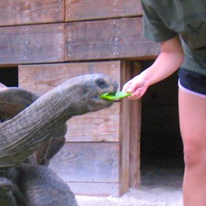 ALDABRA BREEDER