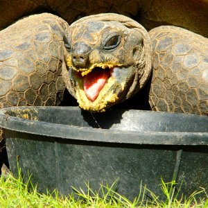 ALDABRA BREEDER
