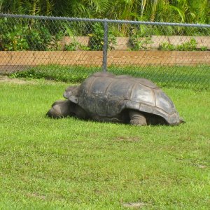 ALDABRA BREEDER