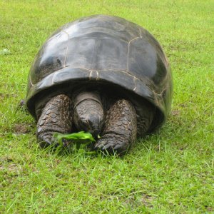 ALDABRA BREEDER