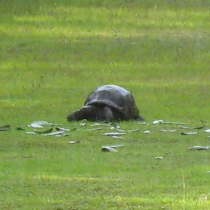 ALDABRA BREEDER