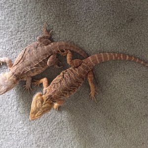 pairs leatherback/subadults