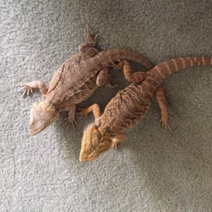 pairs leatherback/subadults