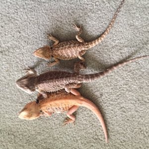 pairs leatherback/subadults