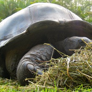 ALDABRA BREEDER
