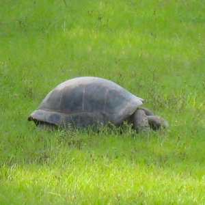 ALDABRA BREEDER