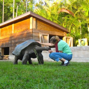 ALDABRA BREEDER