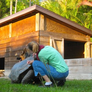ALDABRA BREEDER