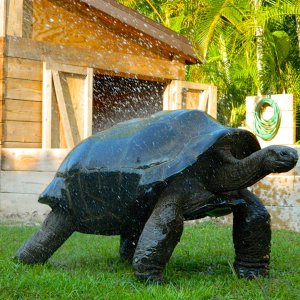 ALDABRA BREEDER