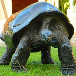 ALDABRA BREEDER