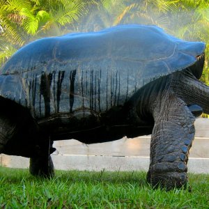 ALDABRA BREEDER