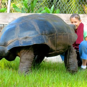 ALDABRA BREEDER