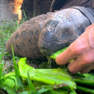 ALDABRA BREEDER