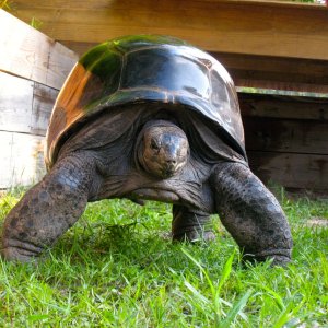 ALDABRA BREEDER
