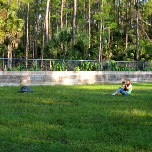 ALDABRA BREEDER